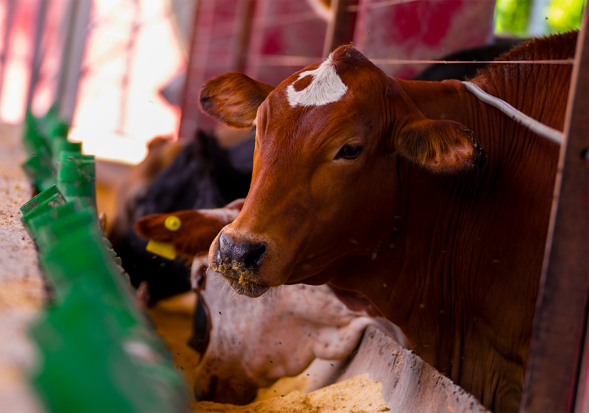 Nutrição e Comportamento Animal