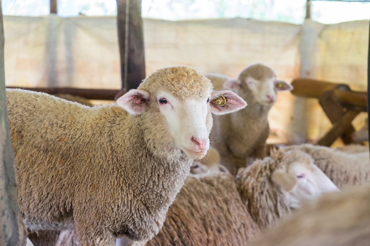 Dieta e Desempenho de Animais de Produção: A Influência da Nutrição na Produtividade