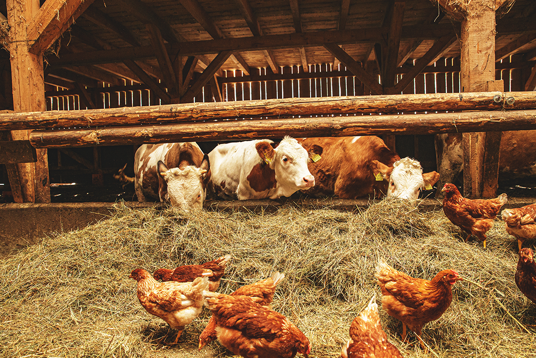 Nutrição e manejo de animais de criação: Dicas para pequenos criadores