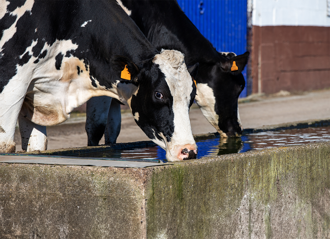 A Importância da Hidratação na Nutrição Animal