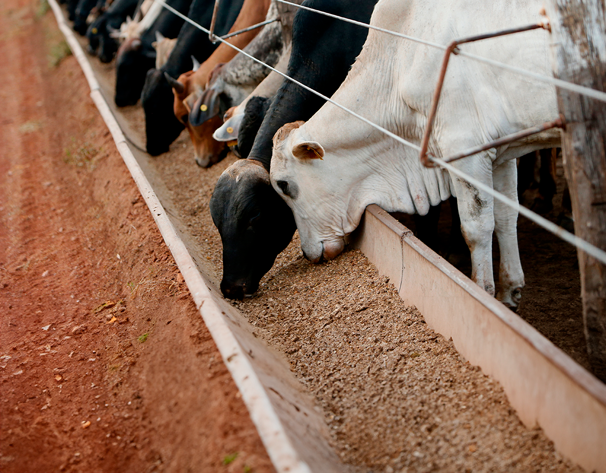 Impacto da Nutrição Animal na Qualidade dos Produtos de Origem Animal