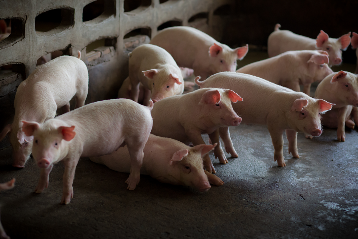 Benefícios do uso de subprodutos na alimentação de suínos