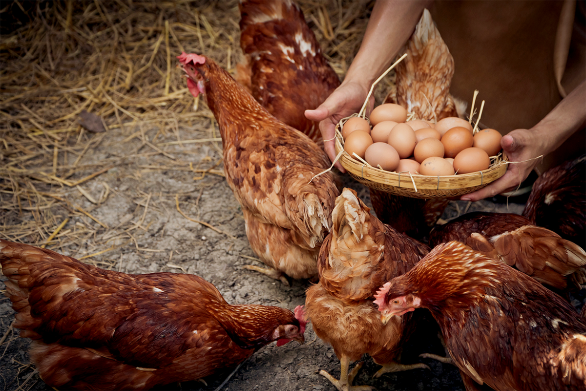 Estratégias Nutricionais para Melhorar a Produção de Ovos em Galinhas Poedeiras