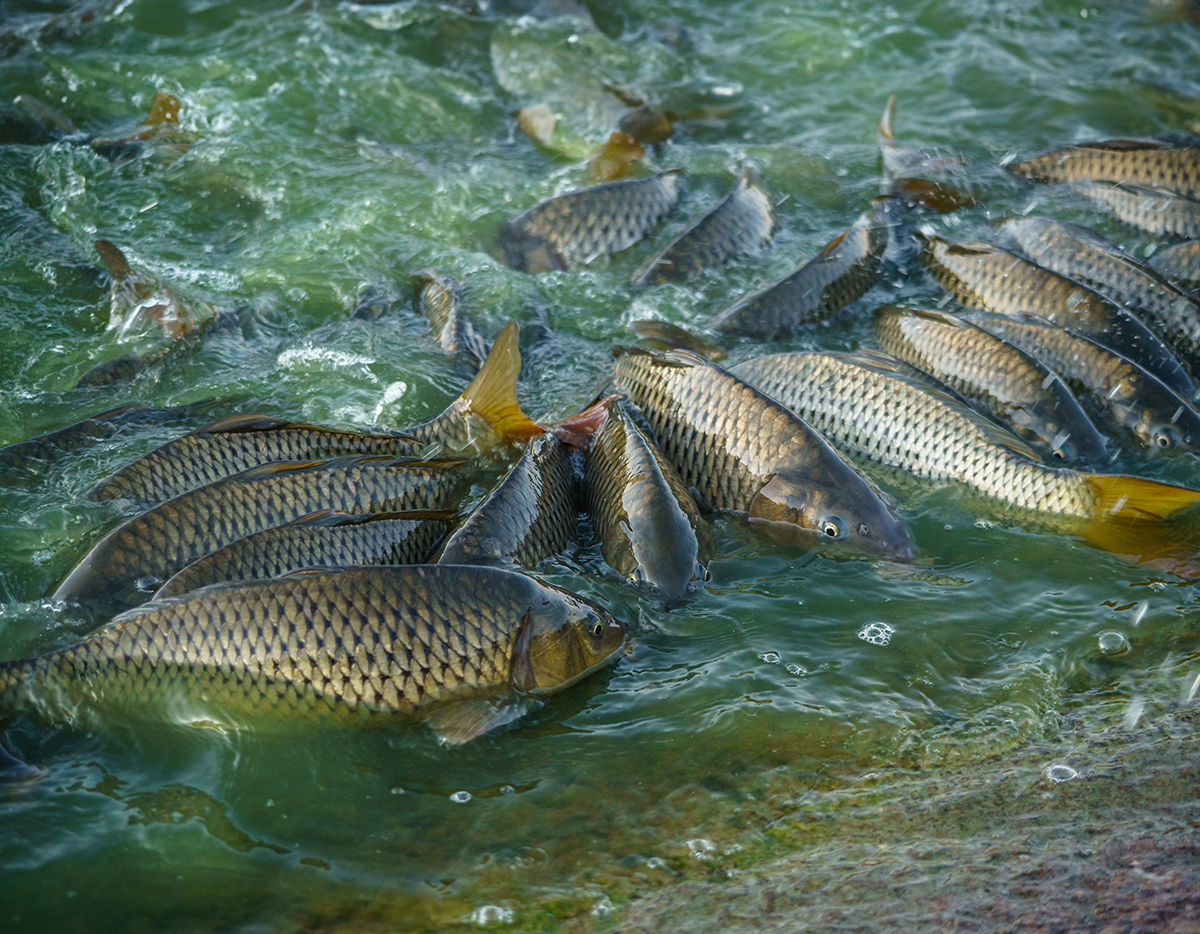 Nutrição de Peixes de Criação: Guia para uma Dieta Equilibrada