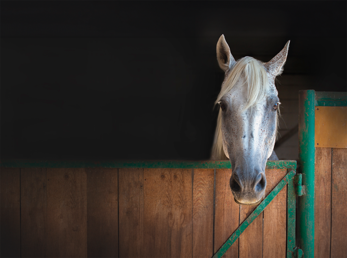 Nutrição para Cavalos Seniores: Estratégias para Saúde, Longevidade e Bem-Estar