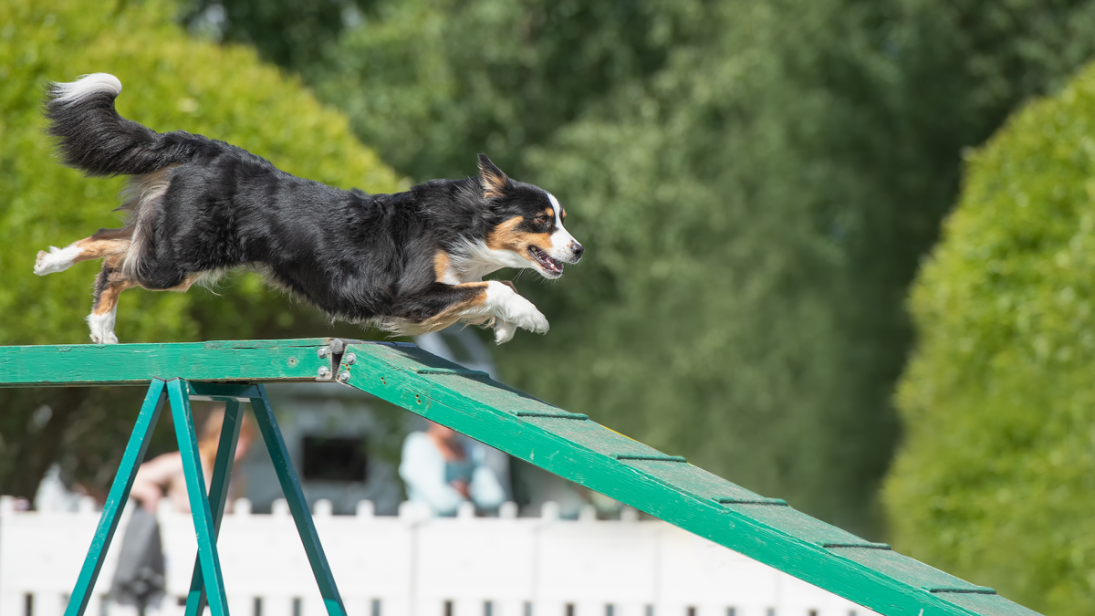 Nutrição de alta performance para cães atletas: Como escolher a dieta ideal