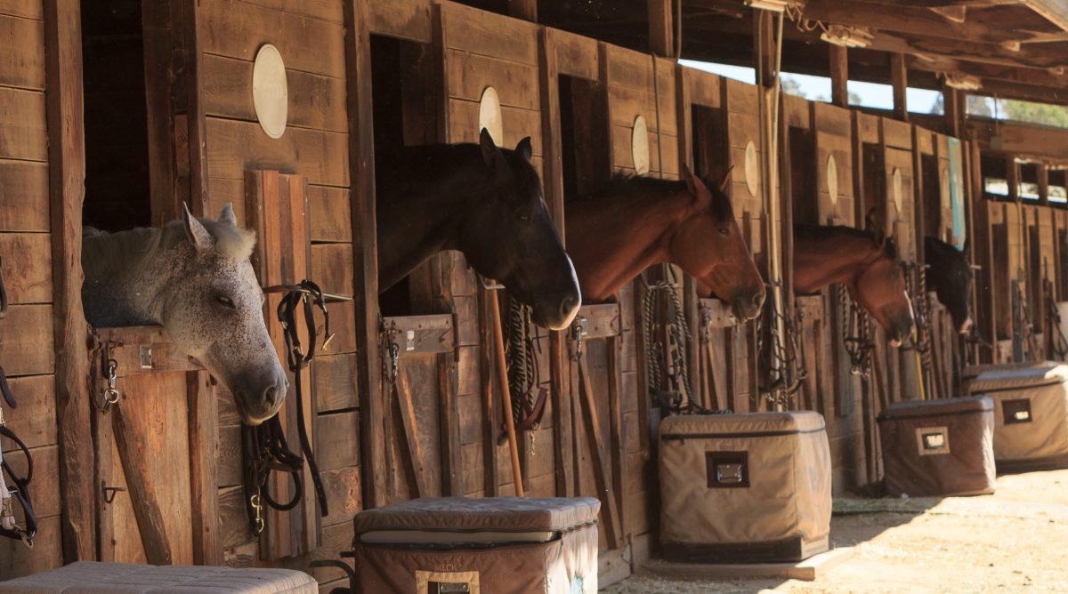 Como gerenciar o peso de cavalos