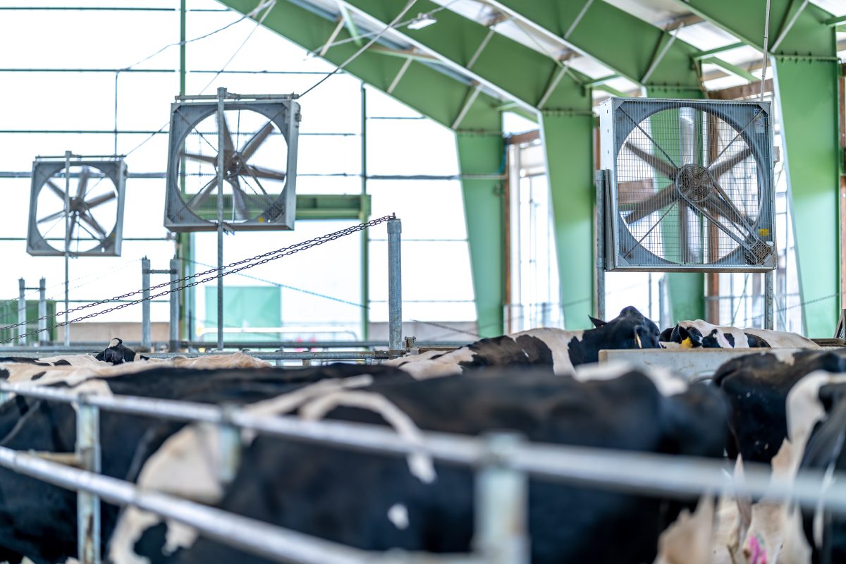 Impacto do estresse térmico nas produções de leite e carne