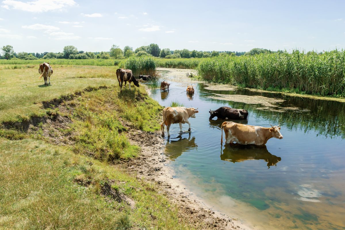 Manejo para reduzir o estresse por calor em bovinos