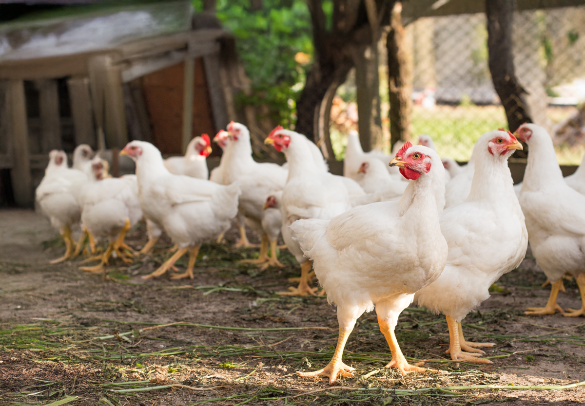 A Importância da Proteína na Dieta de Aves