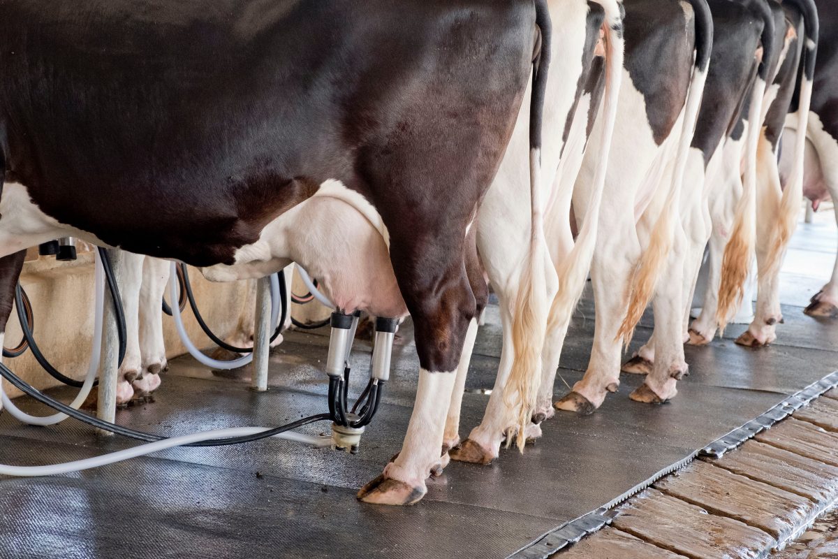 Fibras e gorduras na alimentação de bovinos leiteiros