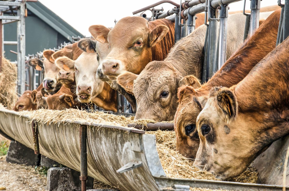 Nutrição avançada para ganho de peso em confinamento