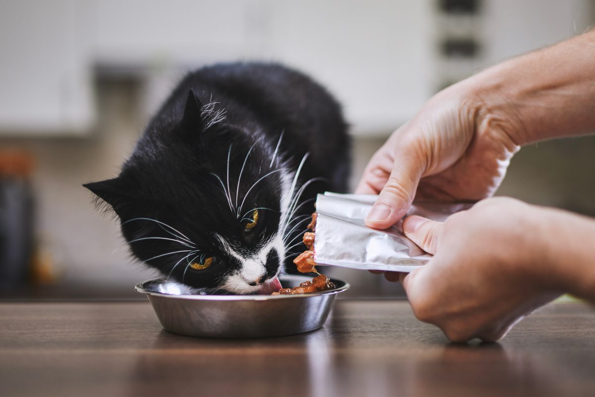 Dieta balanceada para gatos: o que não pode faltar