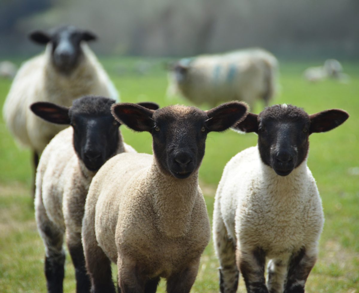 Estratégias de manejo para ovinos