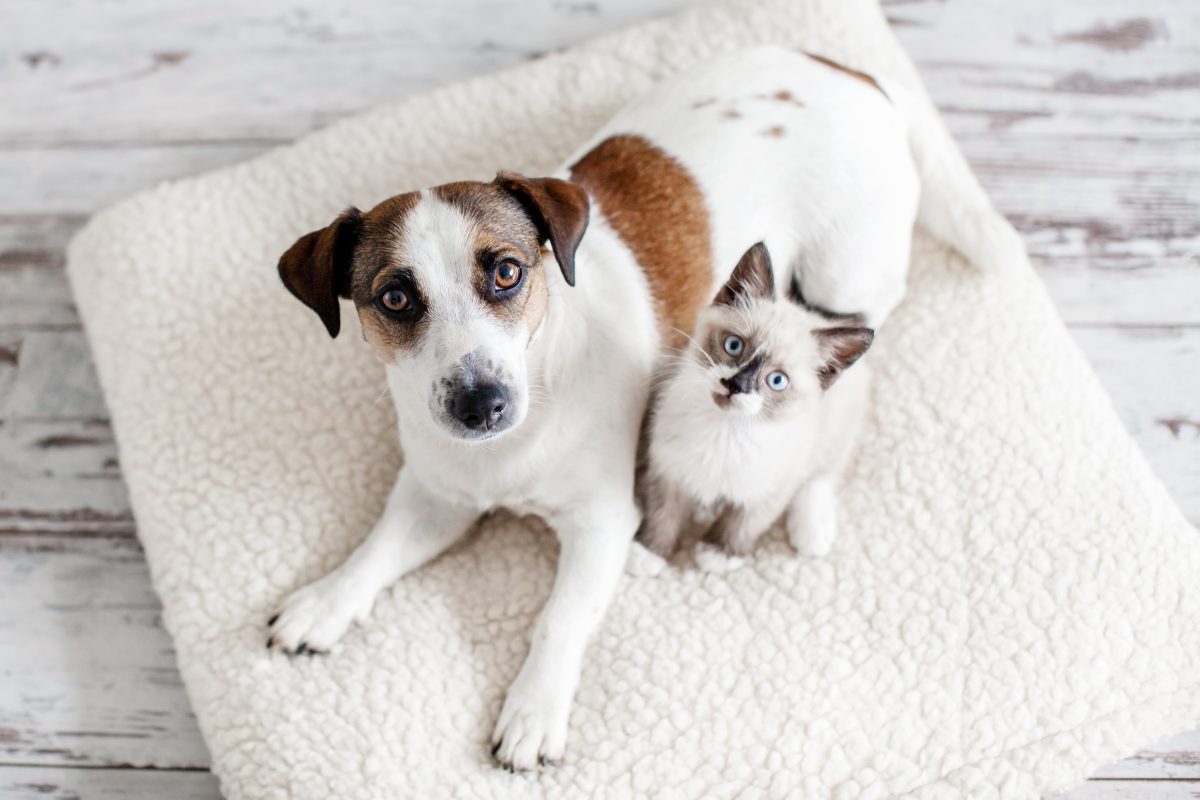 Como a nutrição preventiva evita doenças em cães e gatos