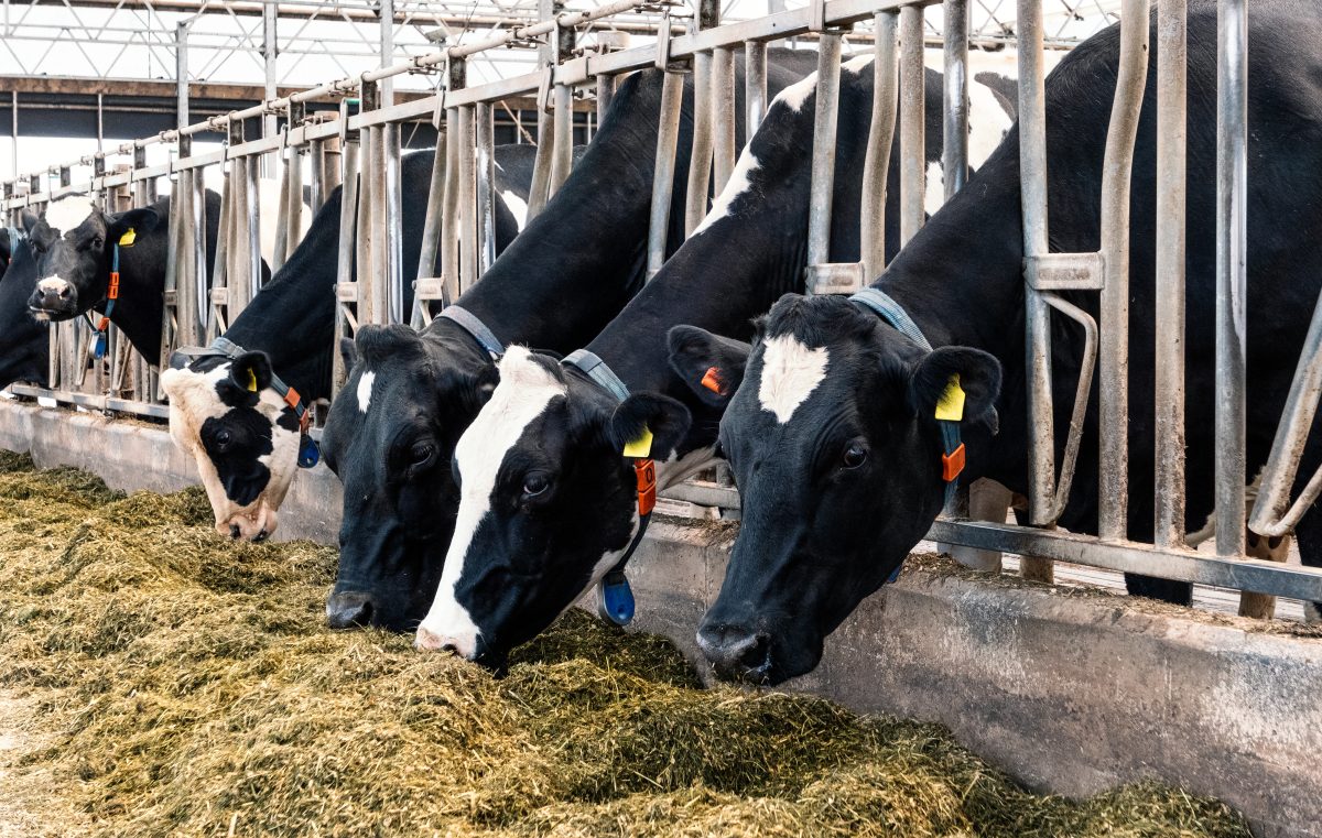A nutrição ideal para aumentar a produção de leite com qualidade