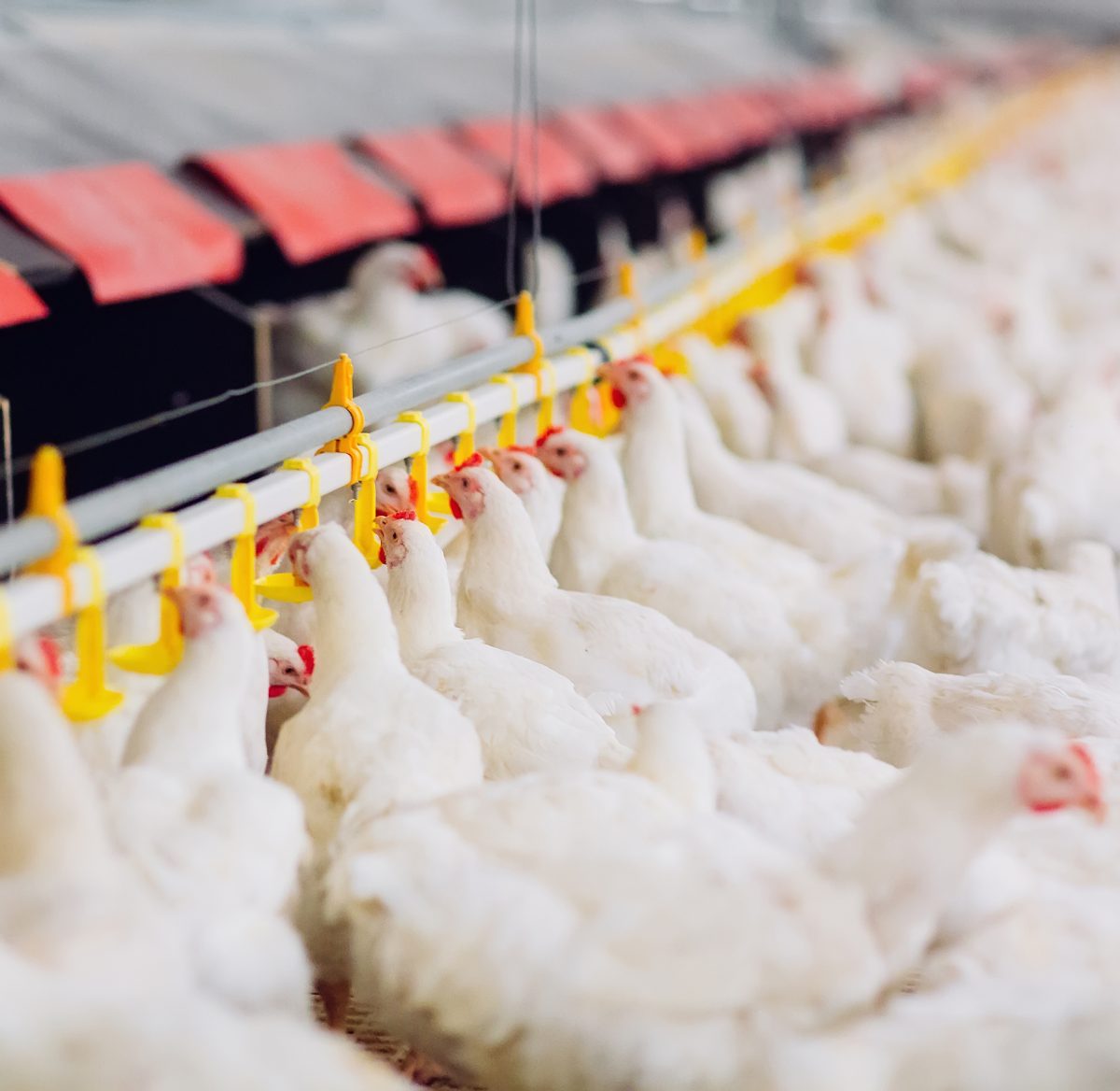 Uso de fontes alternativas de proteína na alimentação de frangos