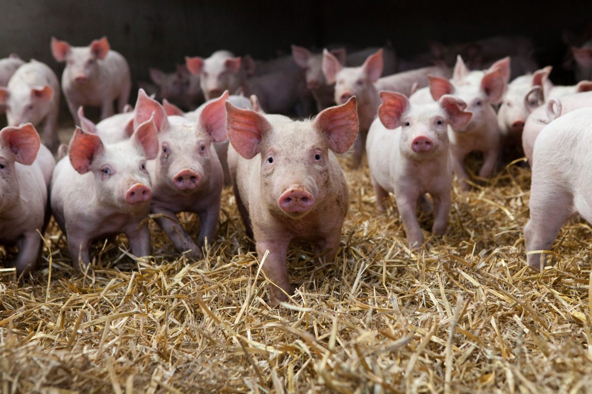 O impacto da nutrição na qualidade da carne suína