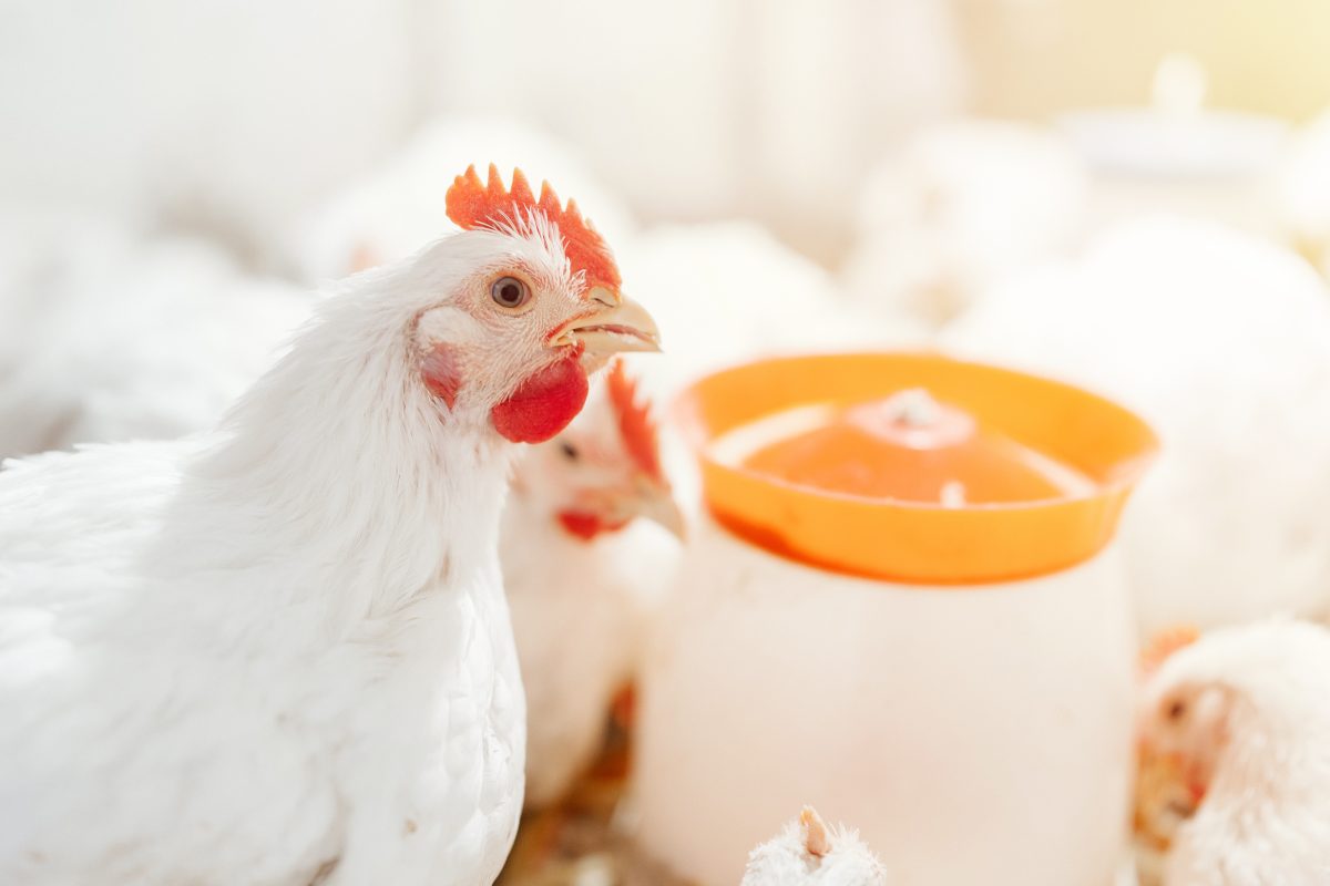 Como o manejo alimentar influencia a uniformidade do lote de frangos