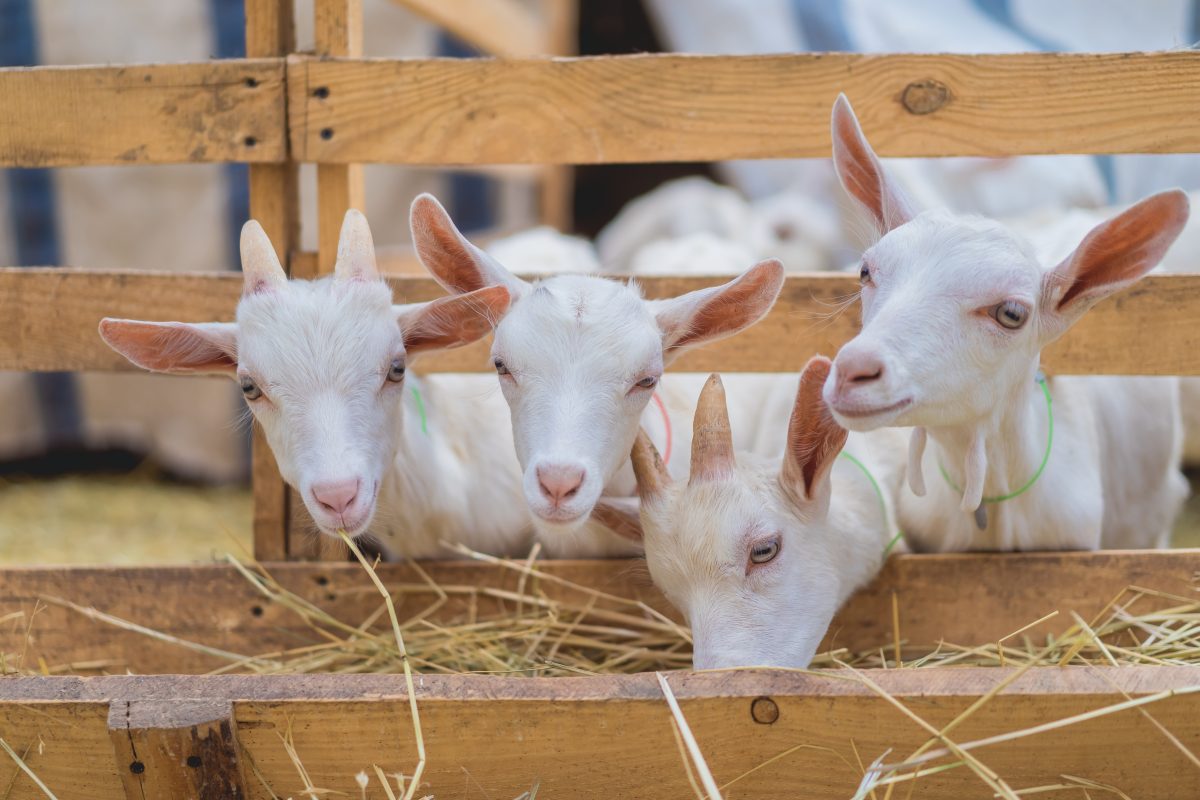 Uso de subprodutos agroindustriais na alimentação de caprinos