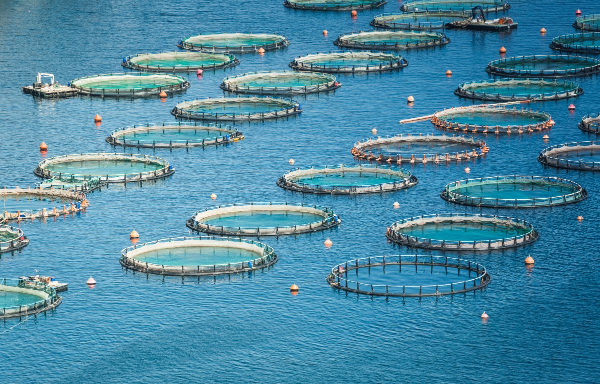 Nutrição de precisão na aquicultura