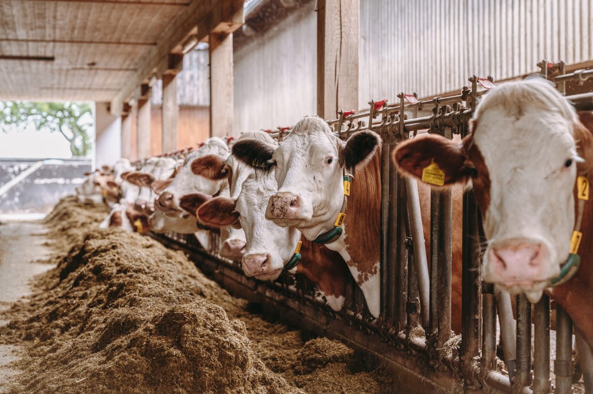 Como a nutrição influencia o ganho de peso e rendimento de carcaça