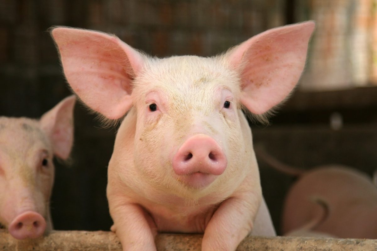 Dieta para suínos em fase de terminação