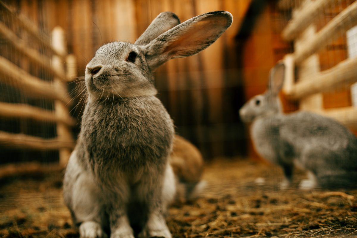 Importância da fibra na alimentação de coelhos