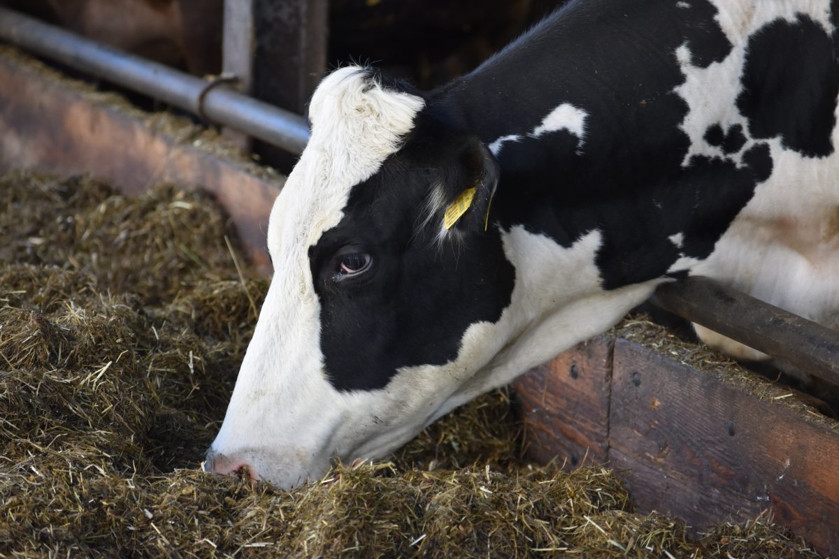 A importância da fibra efetiva na dieta de vacas leiteiras