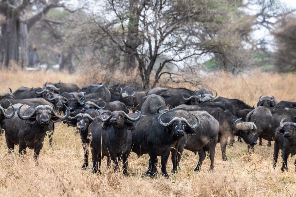 Como garantir um ganho de peso eficiente em búfalos de corte