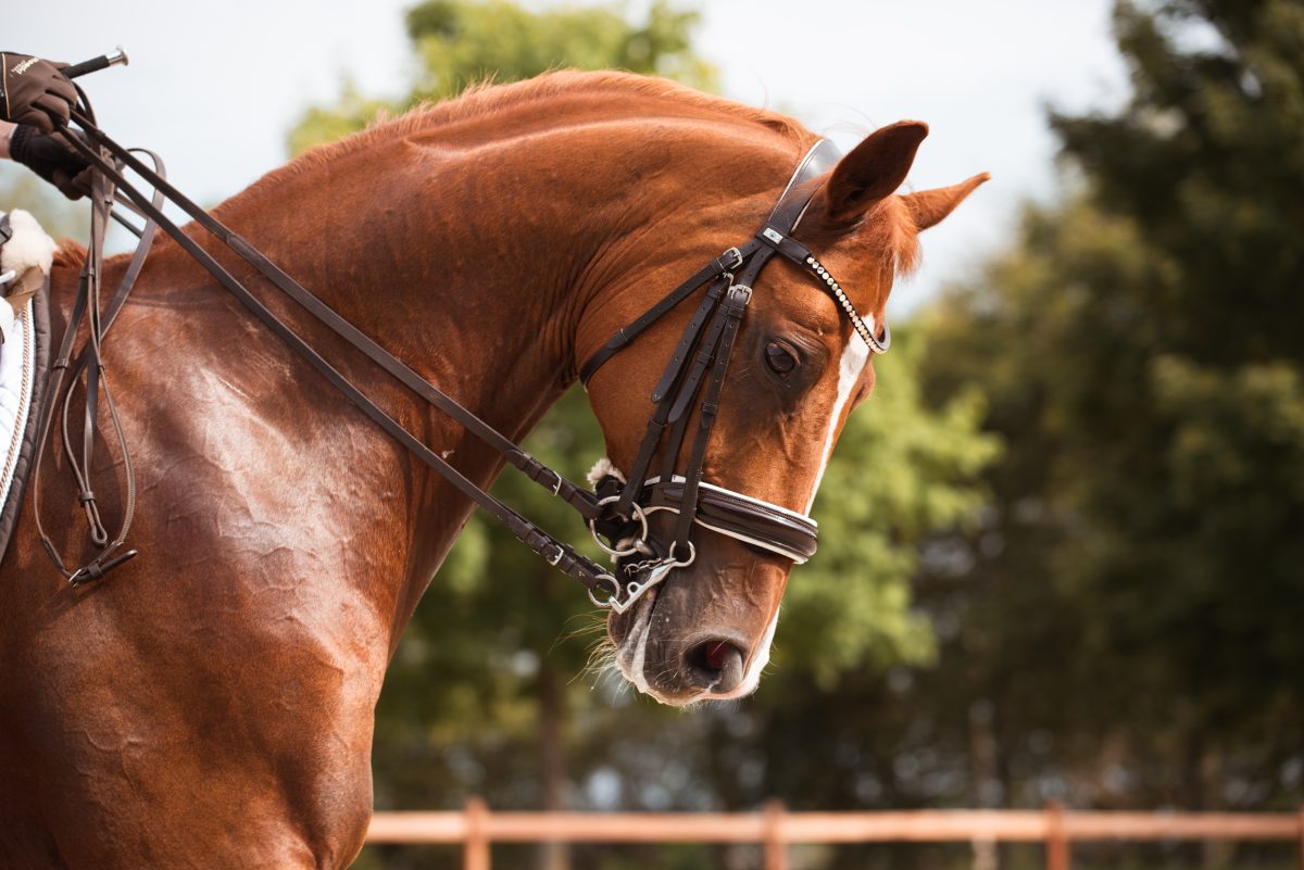 A importância da hidratação na dieta de equinos atletas