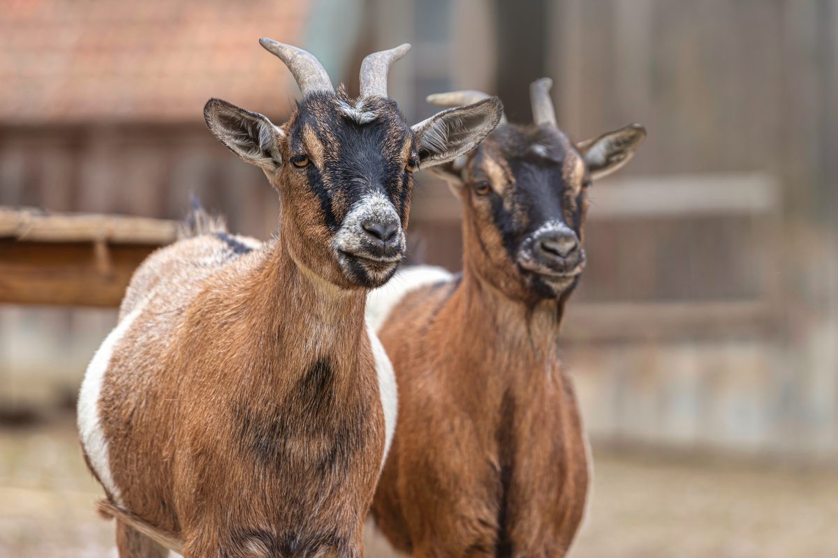 Como melhorar o bem-estar dos caprinos através da nutrição