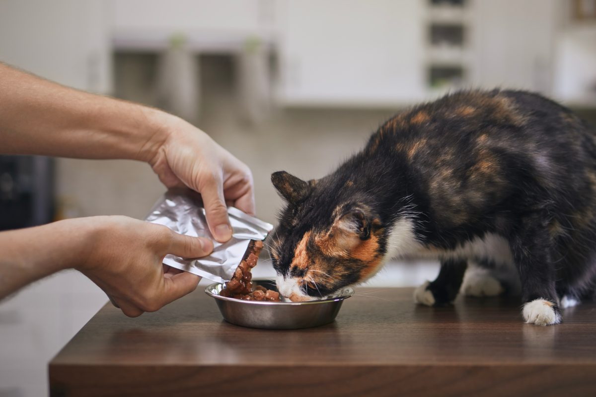 Nutrição que hidrata: como cuidar da saúde urinária dos gatos