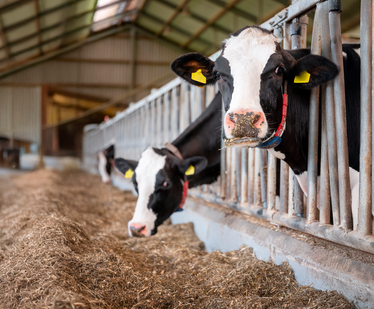 Bem-estar e produtividade no gado leiteiro