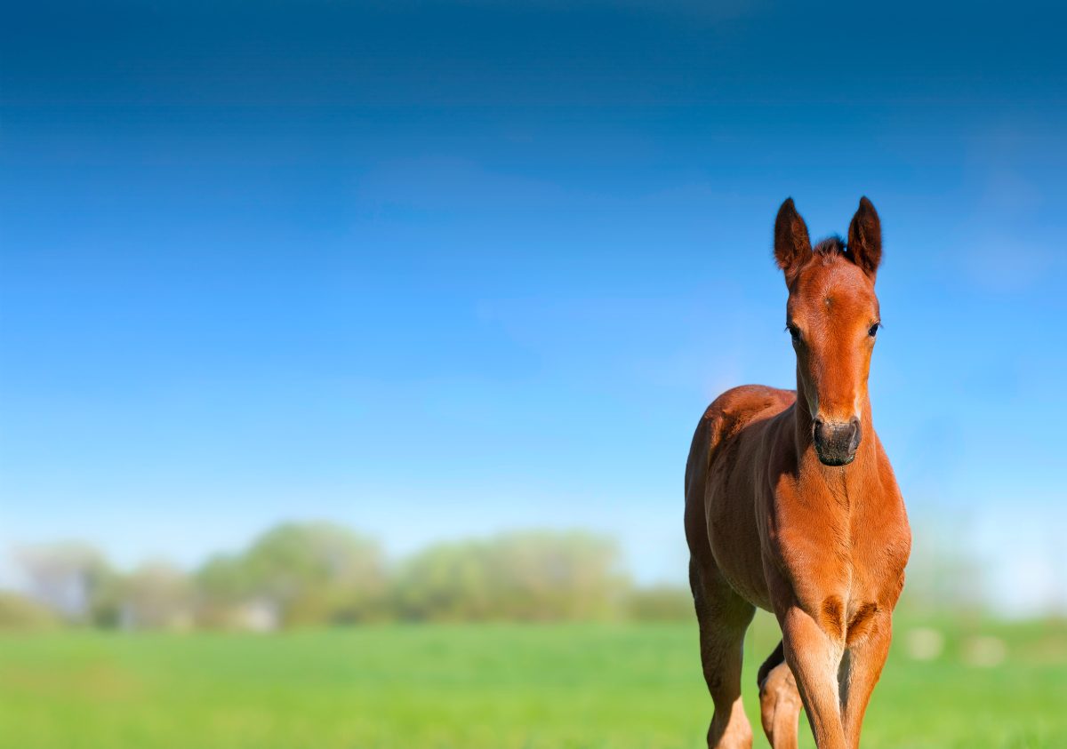 Estratégias nutricionais para o desenvolvimento saudável do potro
