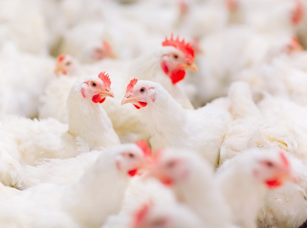 Como potencializar o uso do farelo de trigo em rações para aves