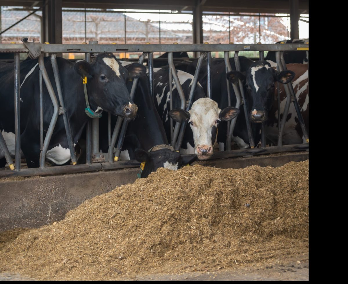 Impacto da qualidade dos insumos sobre produção em vacas leiteiras
