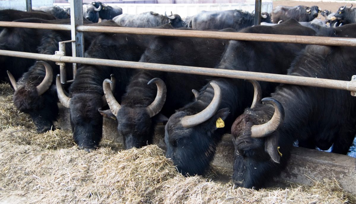 Como manter o desempenho dos búfalos mesmo nas épocas críticas