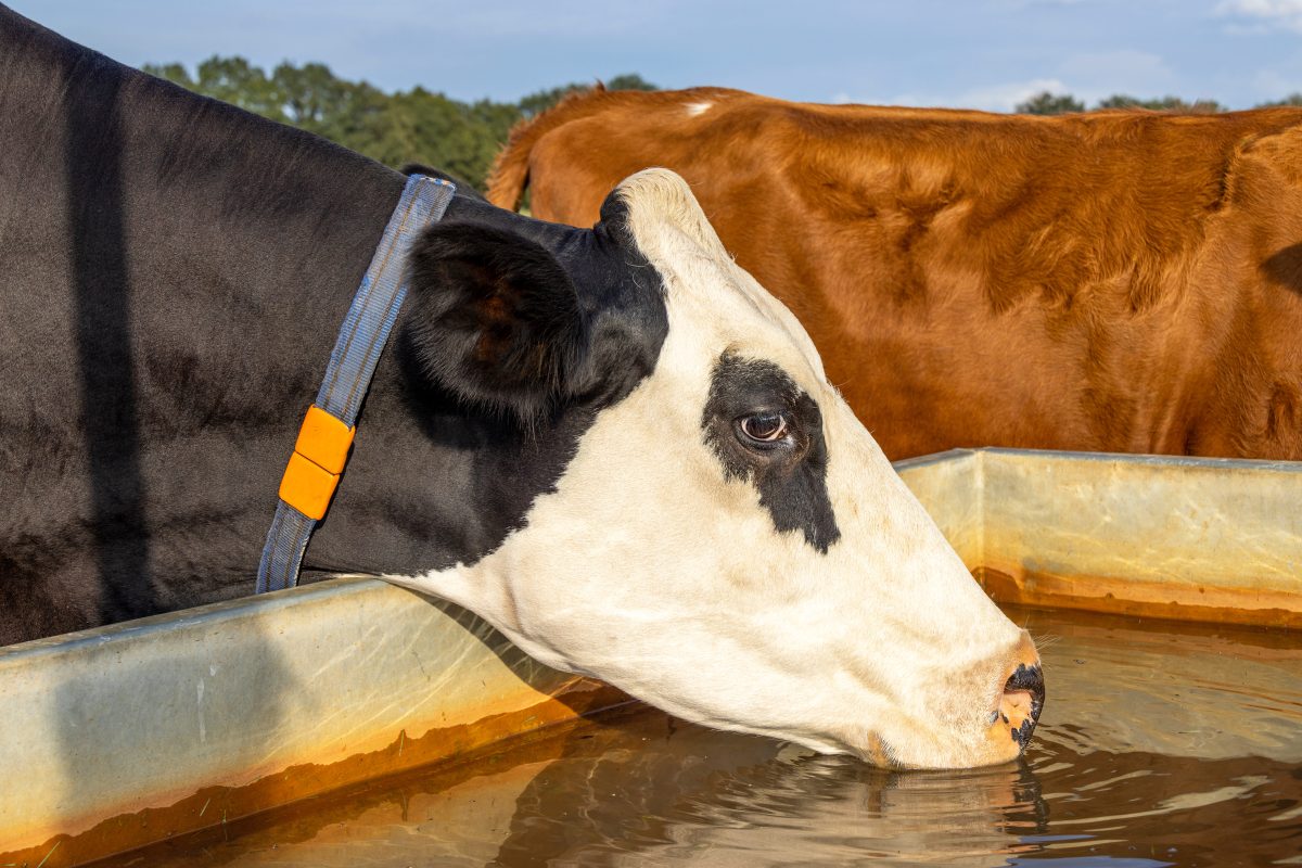 Água de qualidade: a base da saúde e do desempenho animal