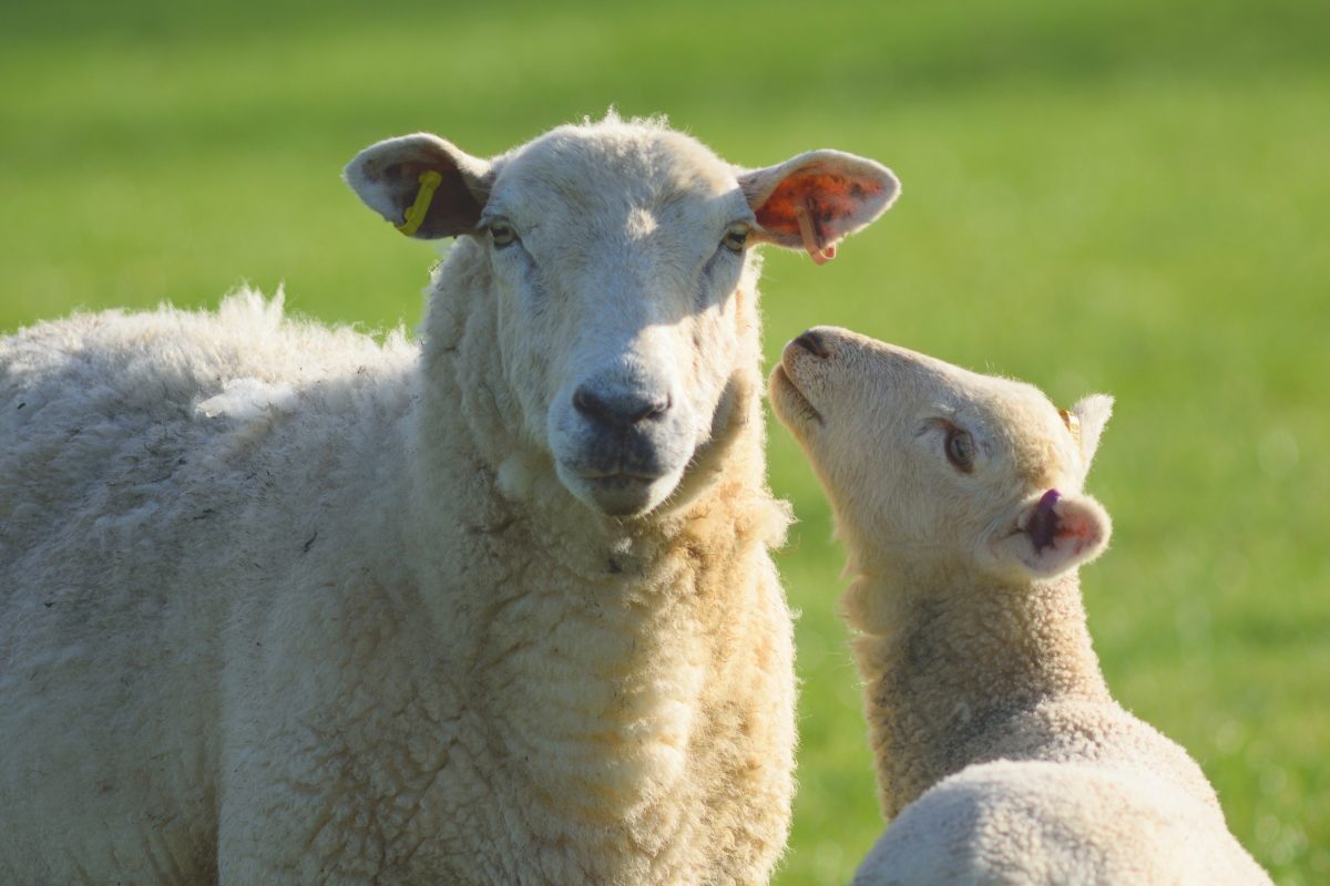 Nutrição de ovelhas gestantes e lactantes: benefícios para a matriz e cordeiros