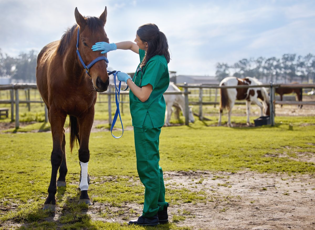 O impacto da nutrição na recuperação de cavalos após doenças ou lesões
