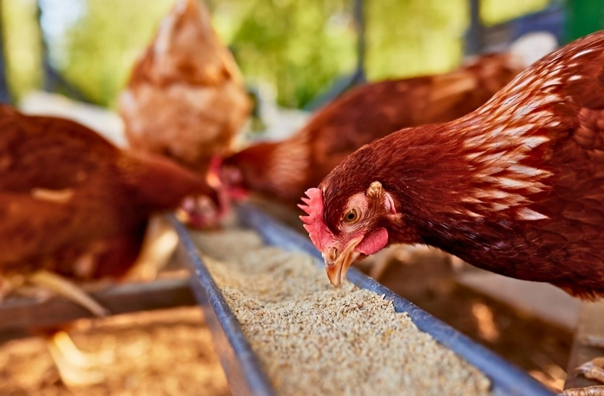 Aves comendo menos: causas e soluções