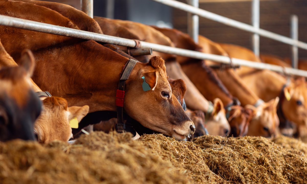 Como aumentar o consumo de alimento em vacas leiteiras?