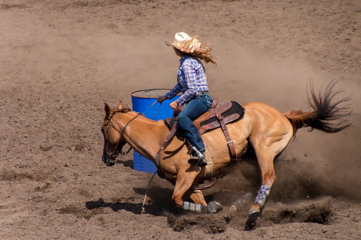 Alimentação de cavalos: como ajustar a dieta ao exercício