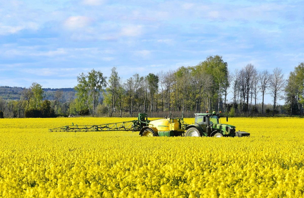 Safra de canola: cuidados no manejo e armazenamento dos grãos